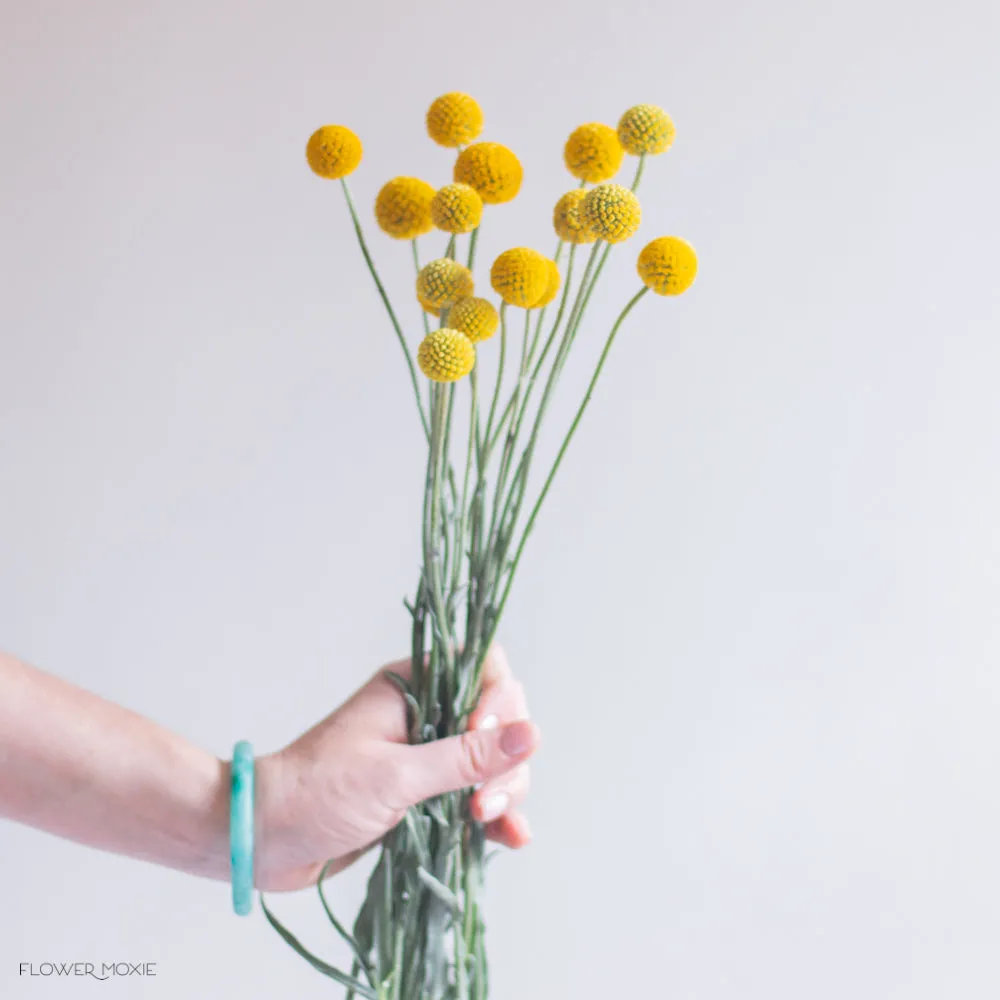 Billy Ball Flower