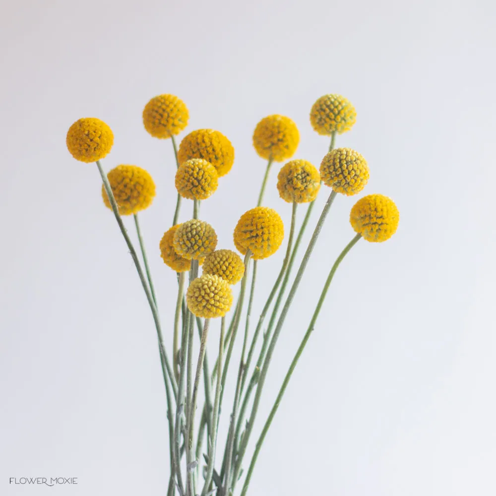 Billy Ball Flower