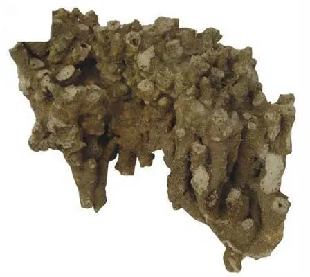CORAL ROCK LARGE per kg