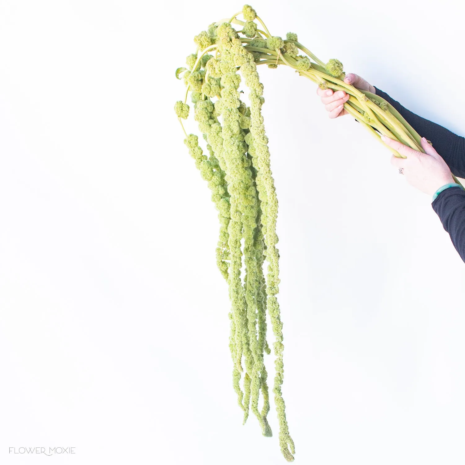 Green Hanging Amaranthus Flower